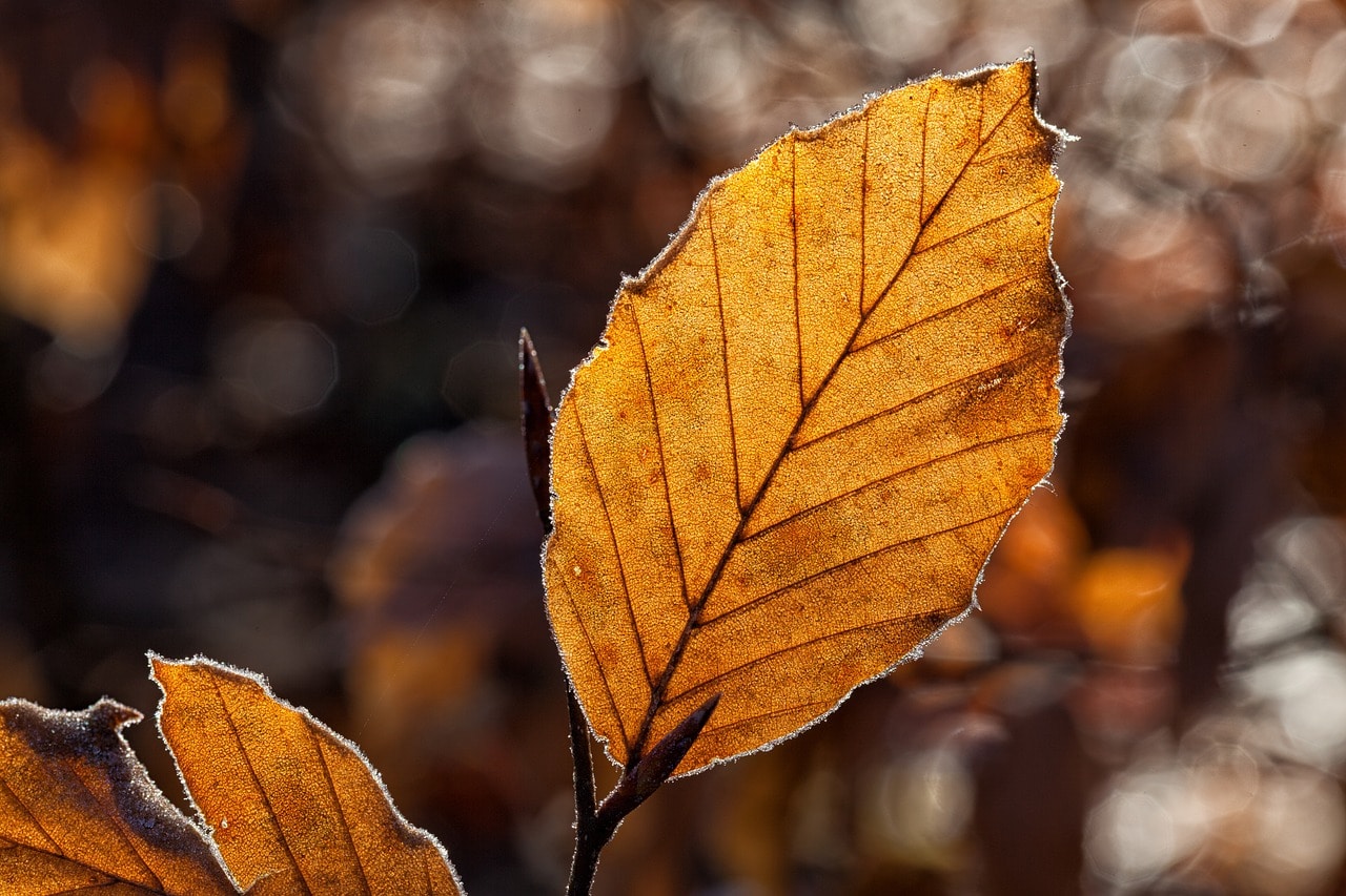 fall leaves}