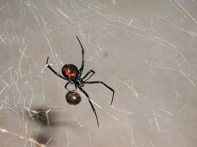 black widow spider}