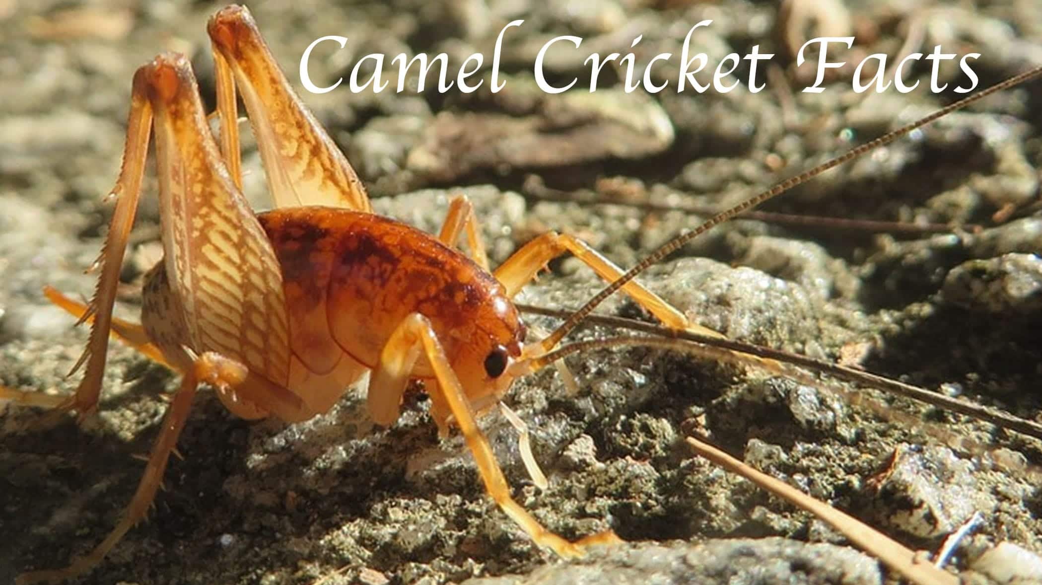 camel-cricket-facts}