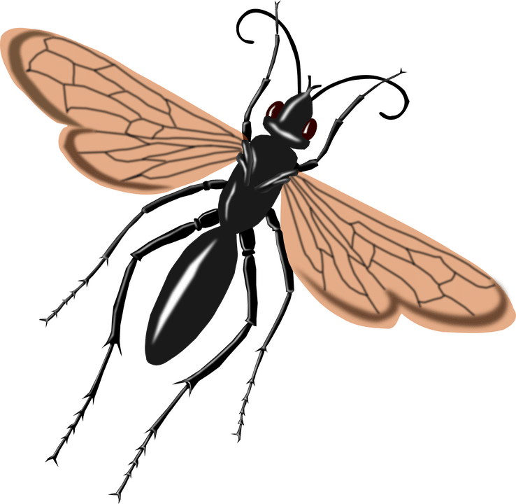 tarantula hawk icon}