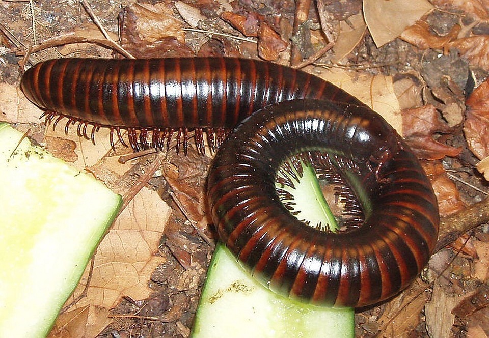 millipedes}