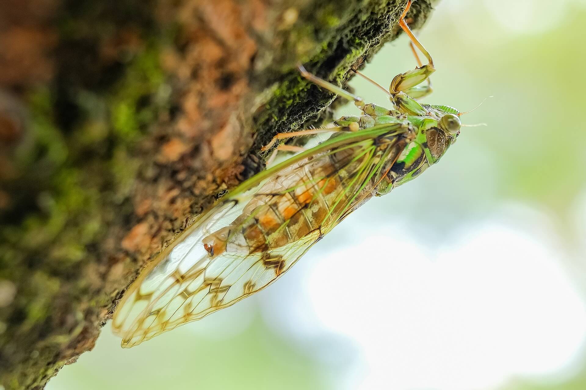 Cicada On Tree 2