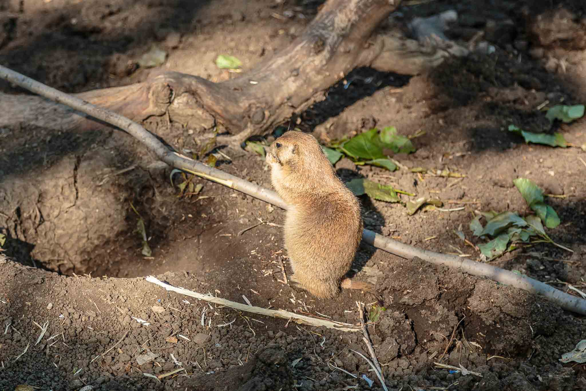 an image of a gopher standing outside.}