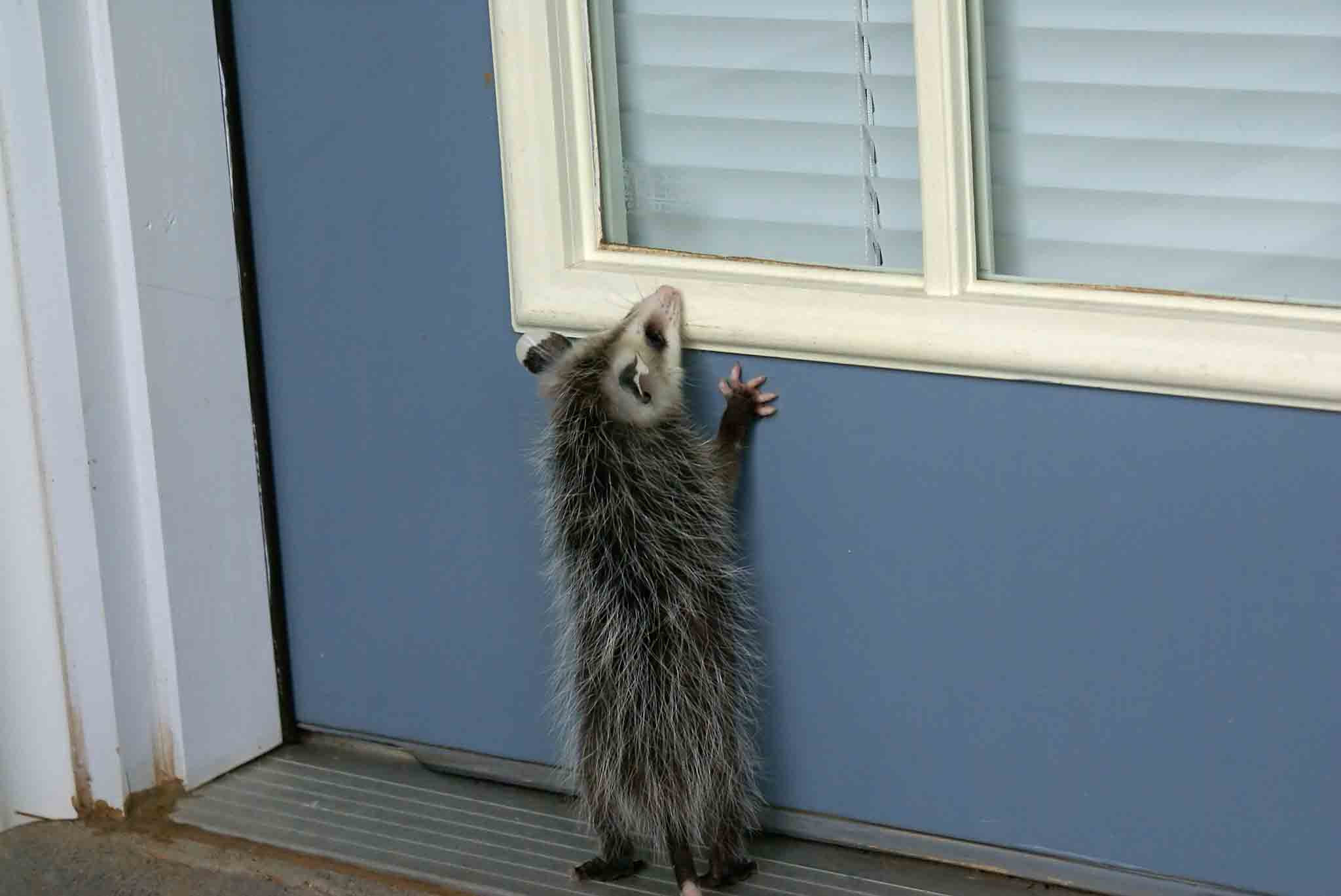 An opposum trying to get into a home protected by Rest Easy Pest Control's professional exterminators.