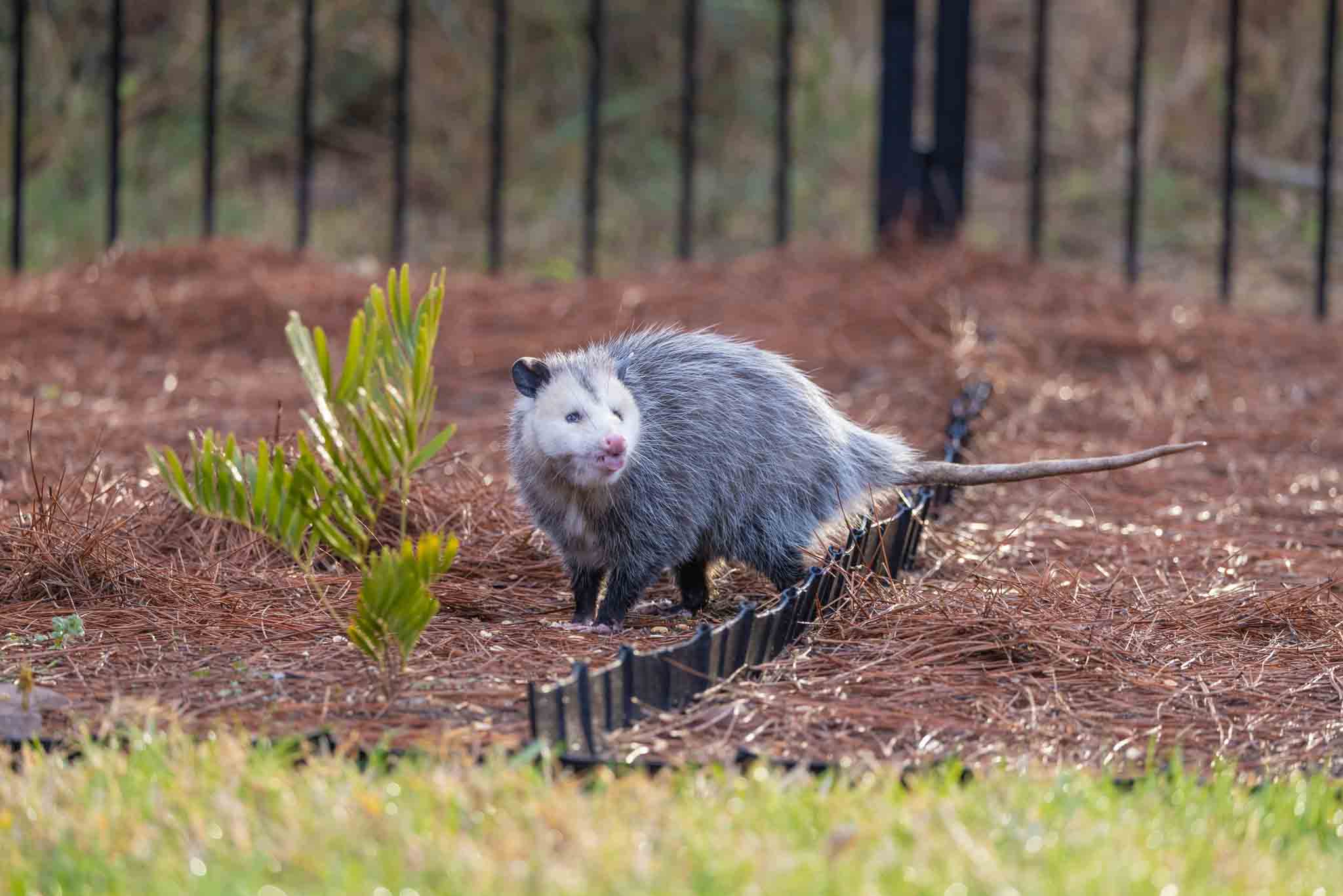 an image of an opossum in a yard.}