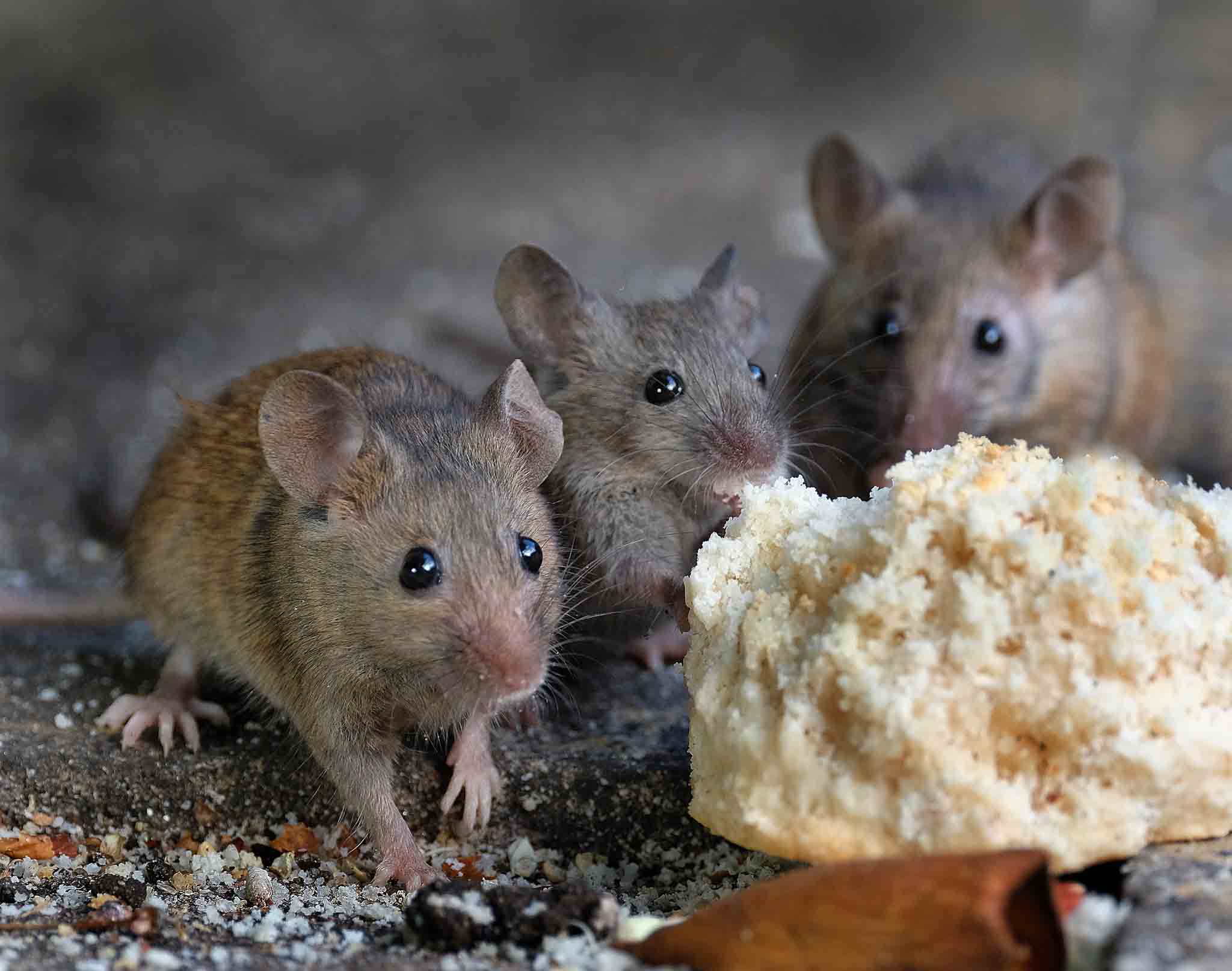 An image of a group of mice and food source - Rest Easy Pest Control effectively treats your infestation and prevents mice from returning.