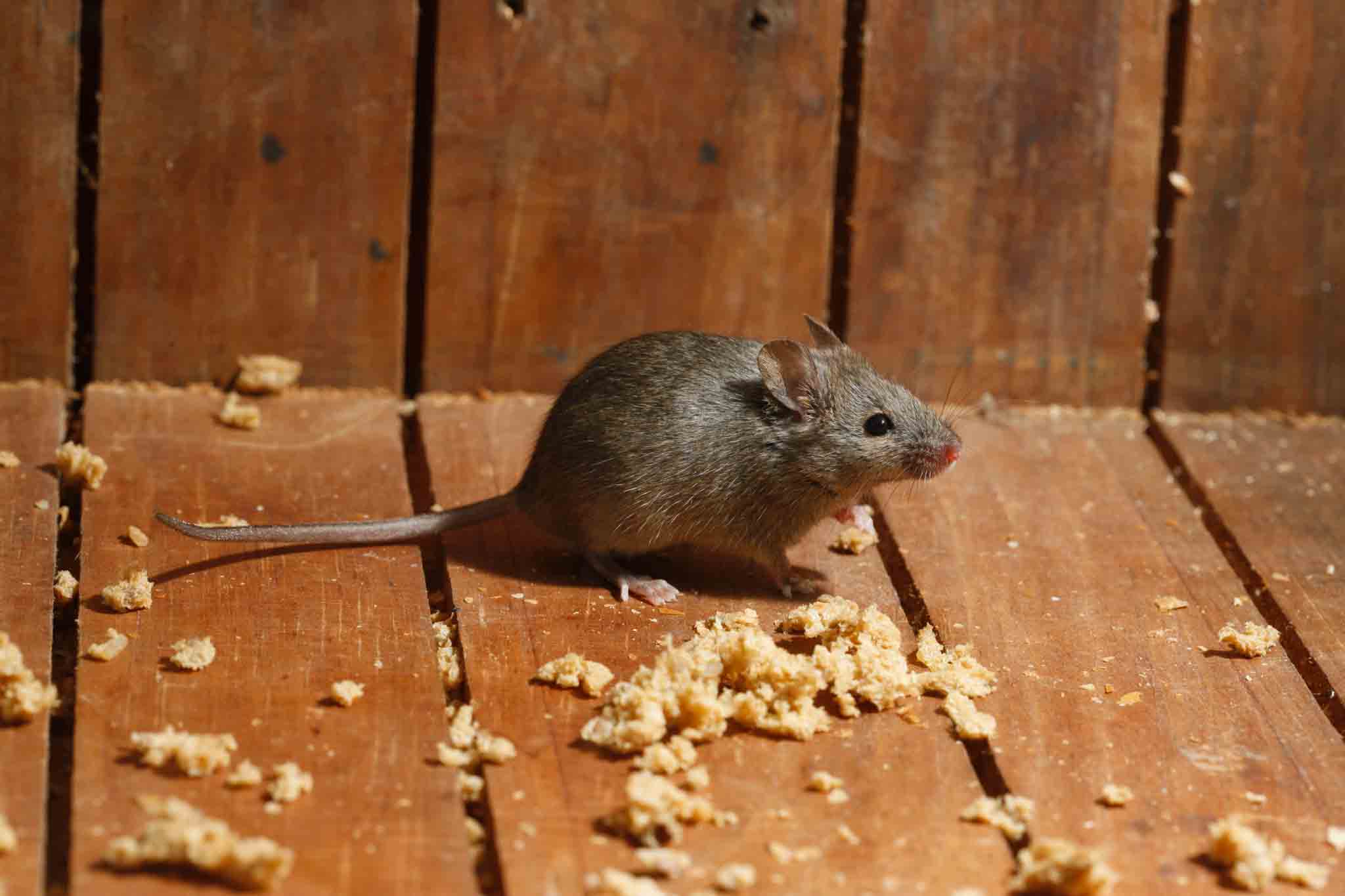 An image of a mouse - Rest Easy Pest Control is the most trusted home exterminator.