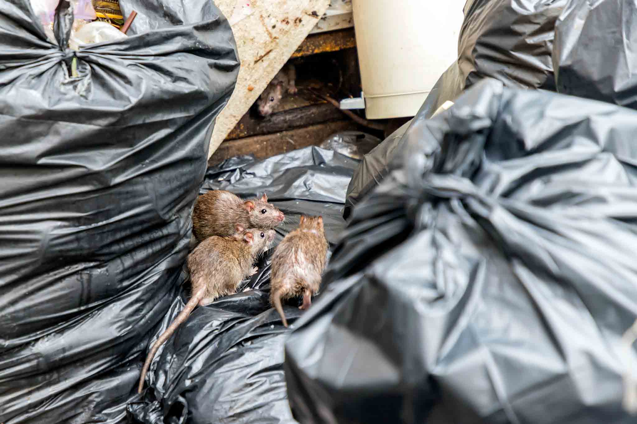 A group of rats pilled on trash bags - get effective treatment when you choose to work with professionals like Rest Easy Pest Control.