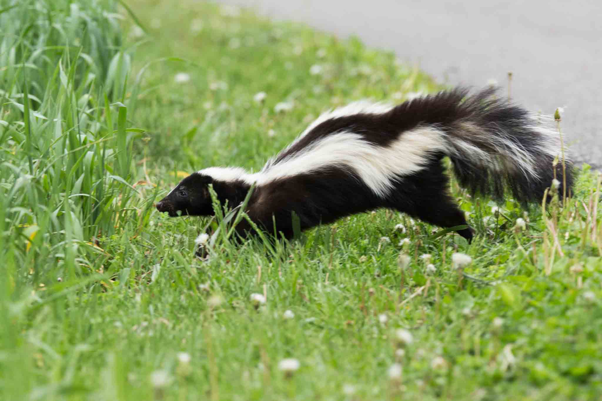 an image of a skunk running outside.}