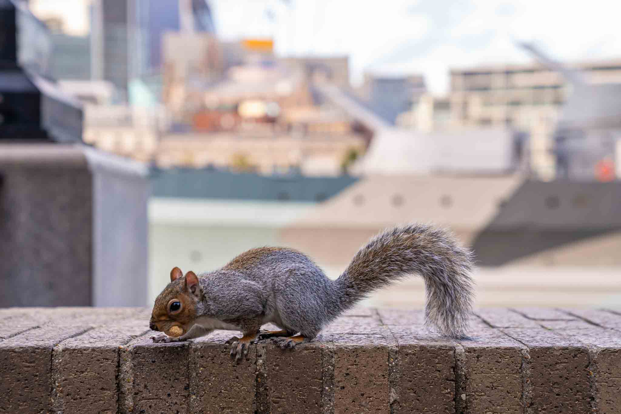 a squirrel walking around the city.