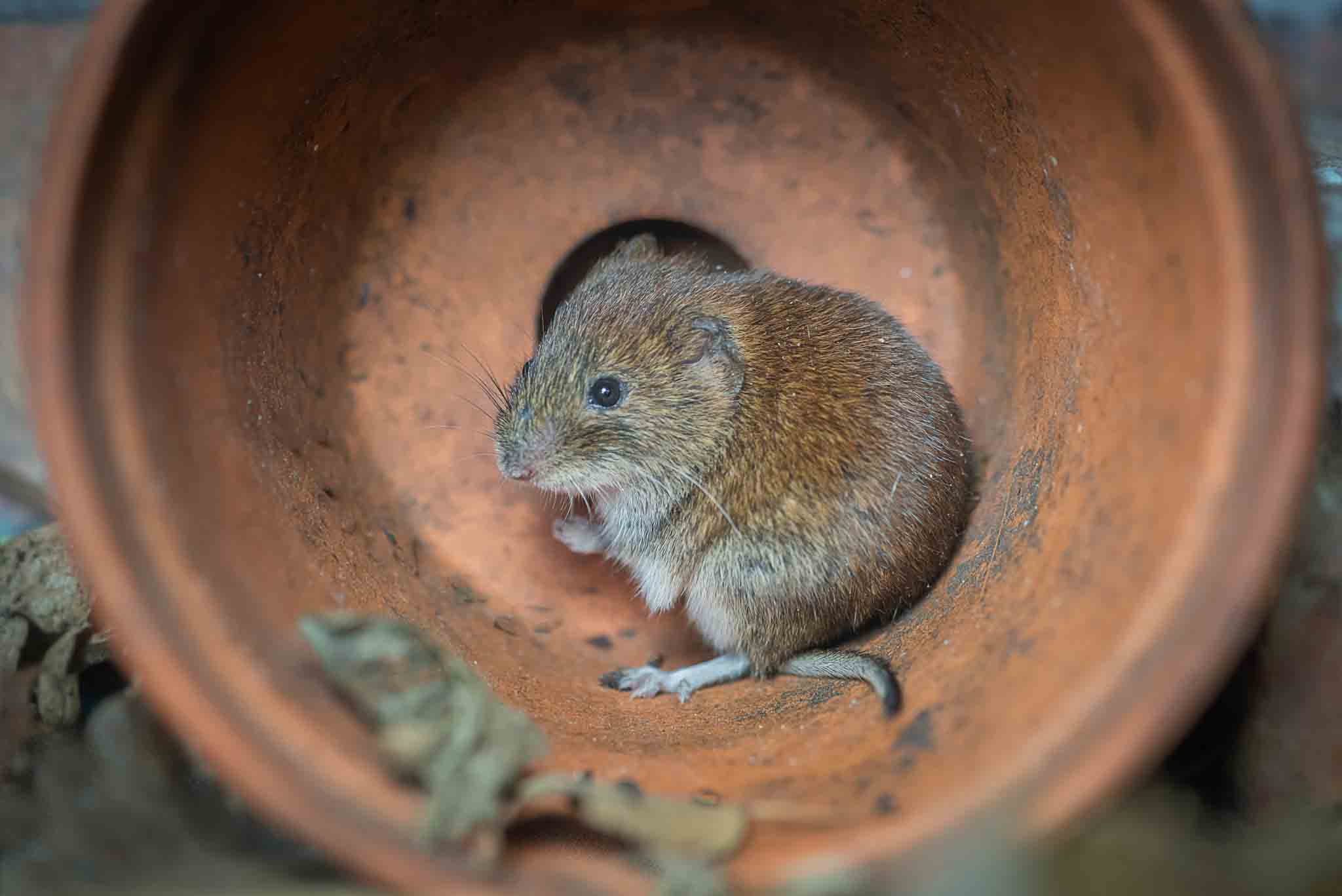 an image of a vole inside a plant pot.}