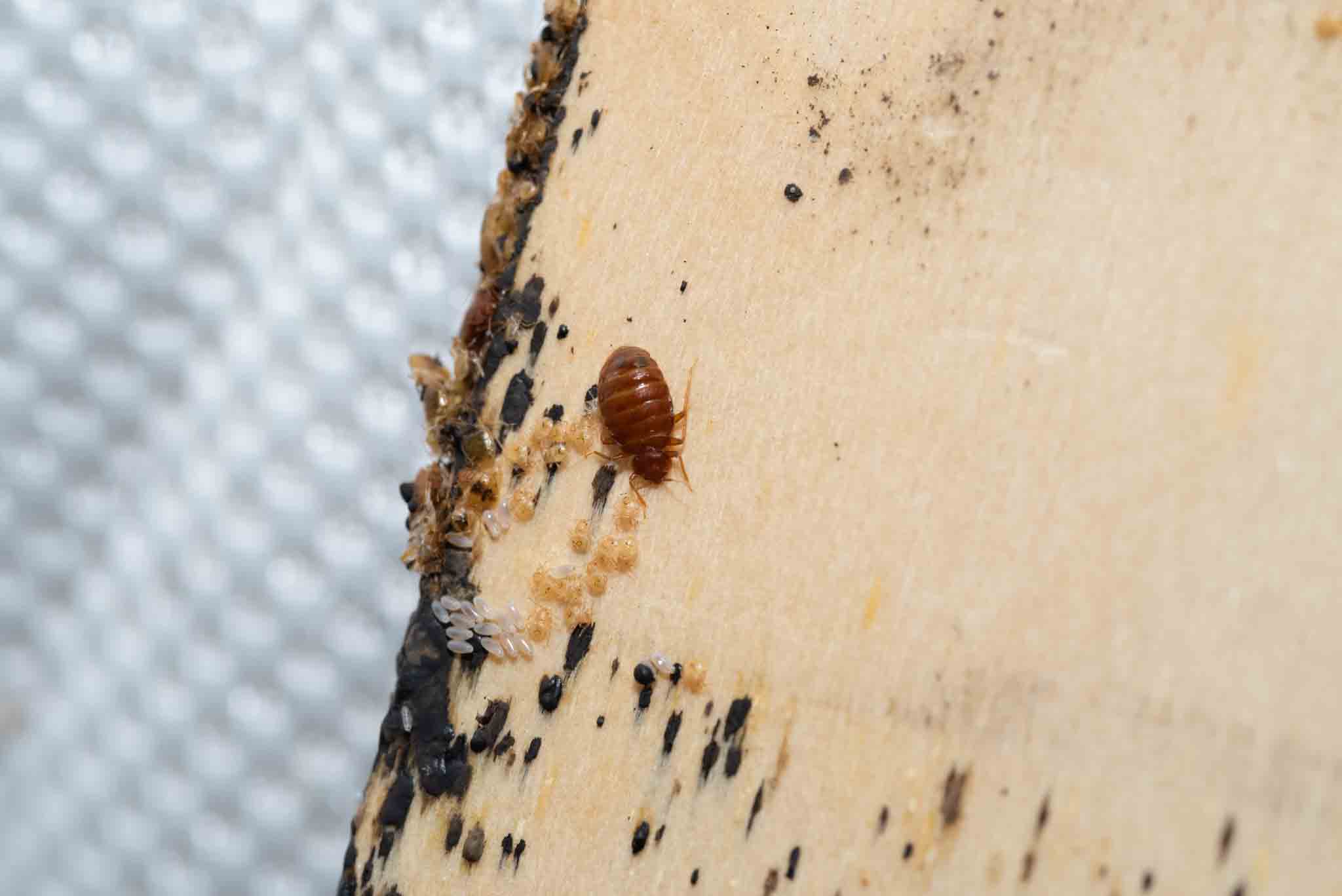 An image of a bed infested with bed bugs - if you are in need of the best bed bug exterminator, contact Rest Easy Pest Control today!