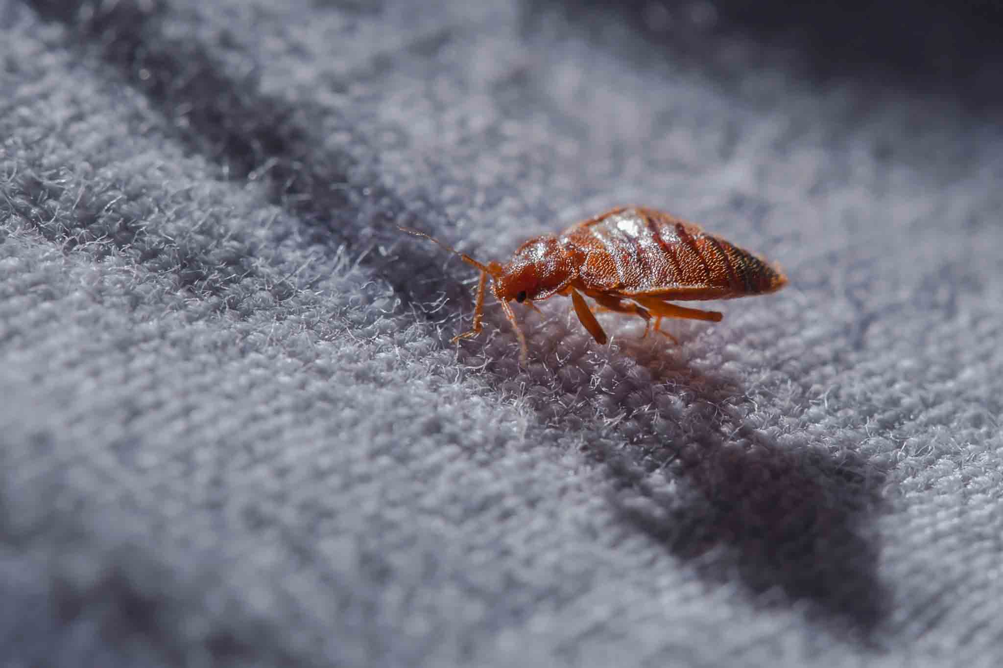 An image of a bed bug - with our professional insect control, you can rest easy.