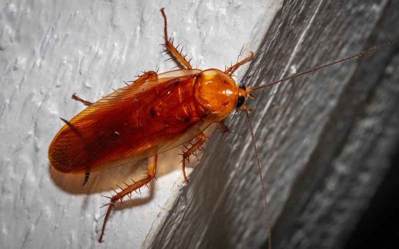 a closeup image of an American cockroach.}