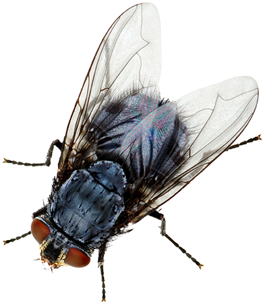 A house fly, book online with Rest Easy Pest Control services.