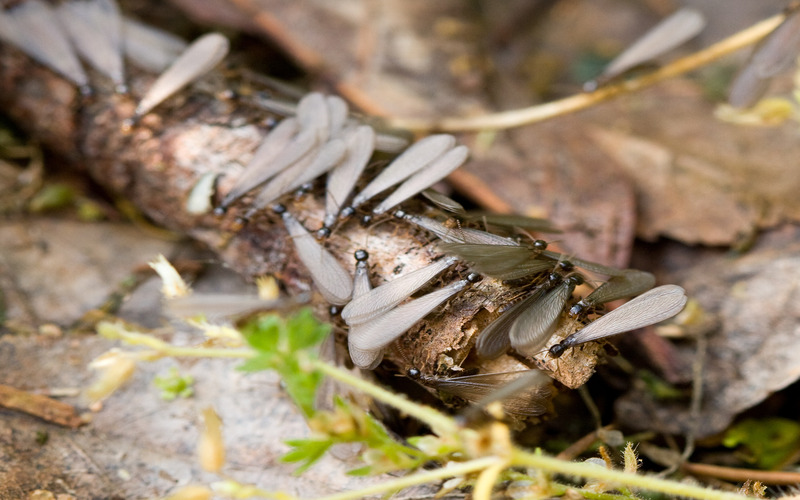 A picture of eastern subterranean termites - contact Rest Easy today for expert extermination!}