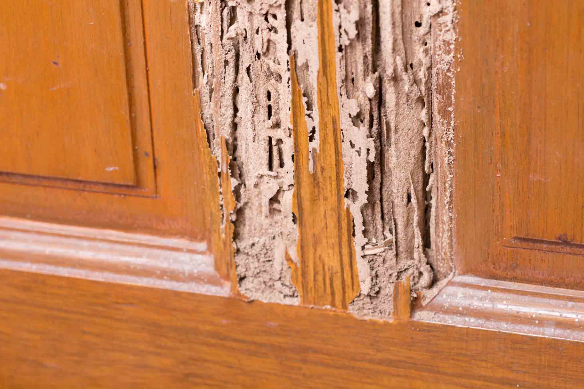 An image of a cupboard damaged by termites in need of a Rest Easy Pest Control exterminator.