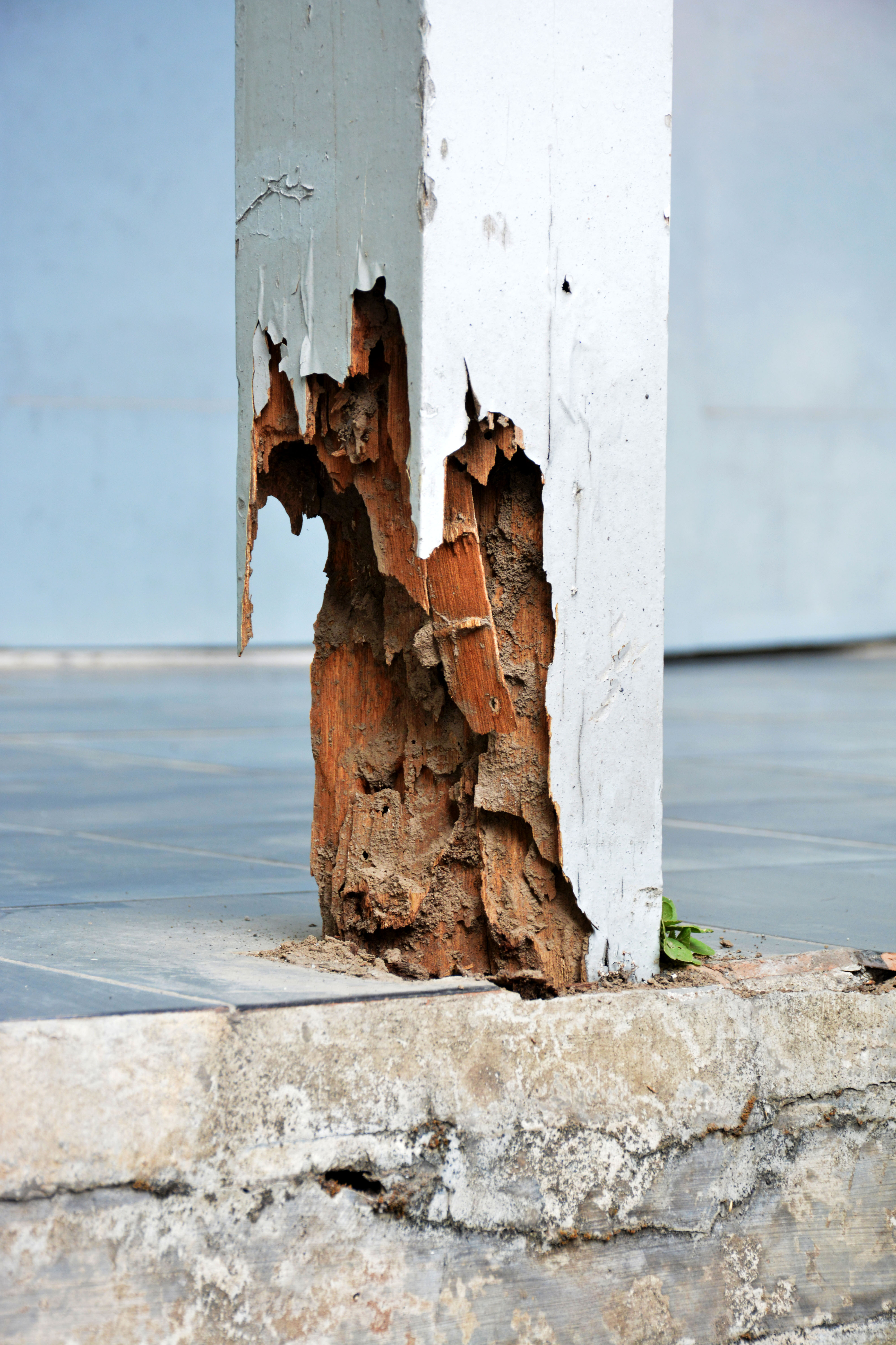 An image of damaged wood on a property that was infested with termites.