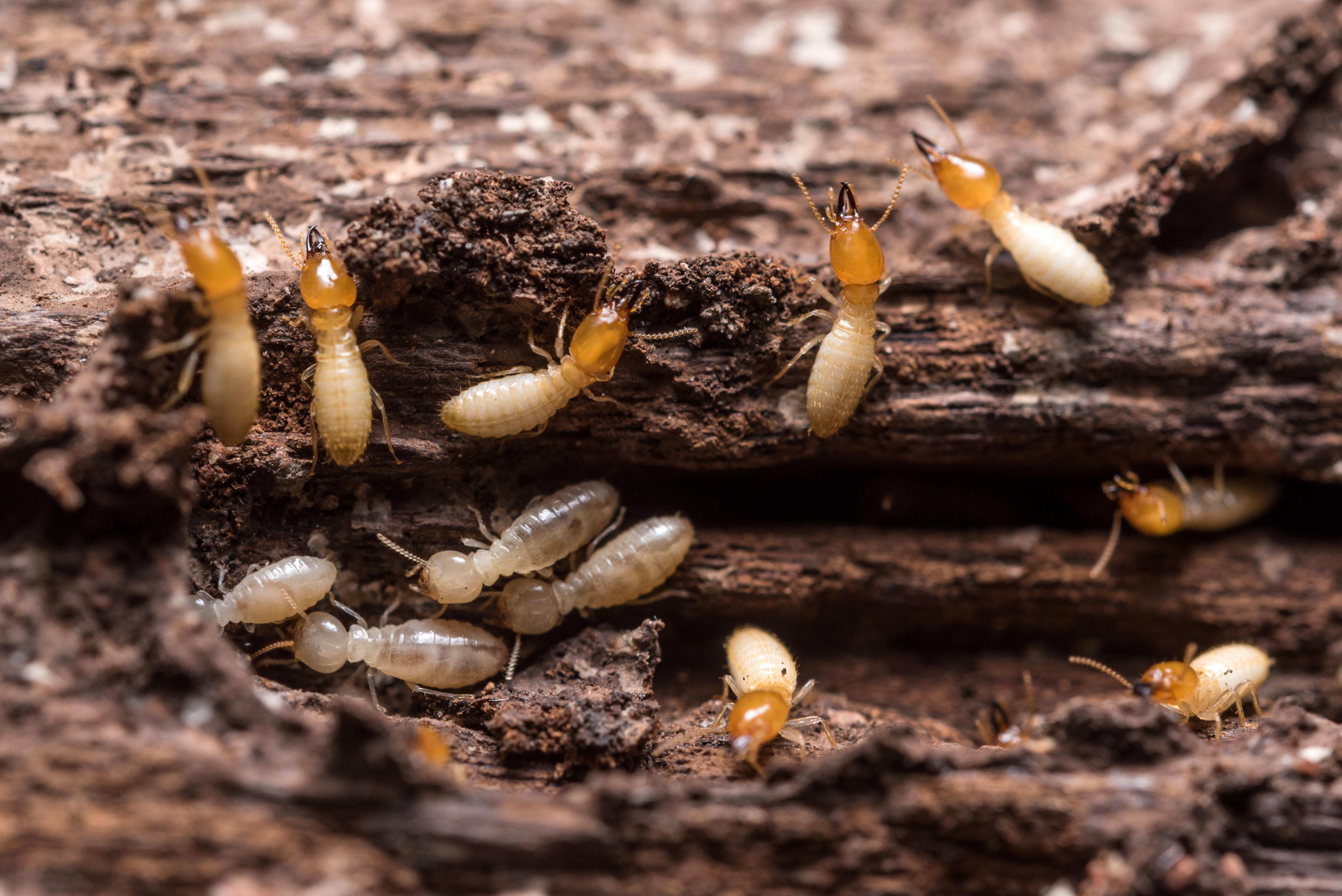 An image of termites infesting a home - Contact Rest Easy Pest Control, the most reliable of all termite companies.