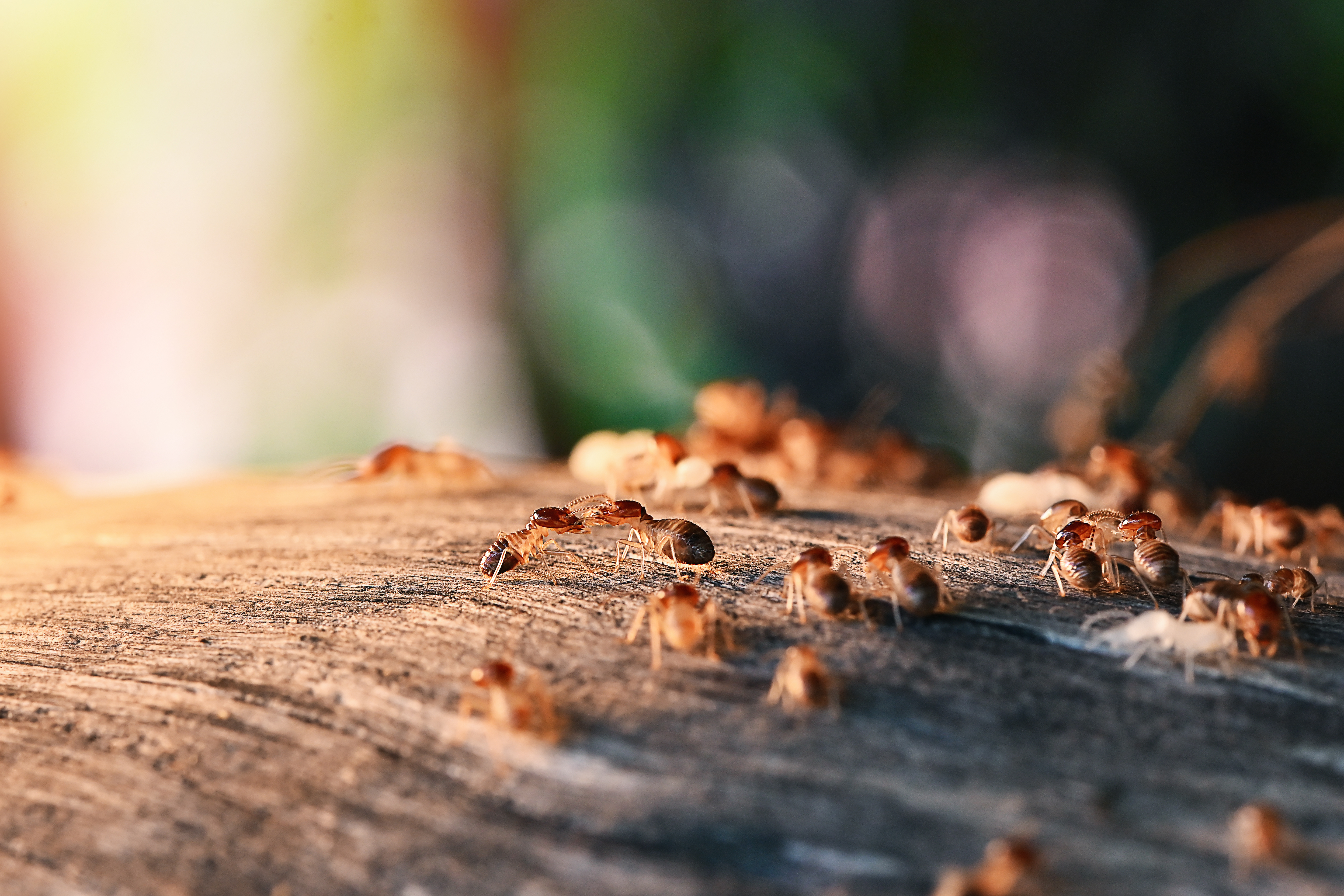 An image of termites and the damage they pose to property - Contact Rest Easy Pest Control, the best termite company to enusre your home is protected.